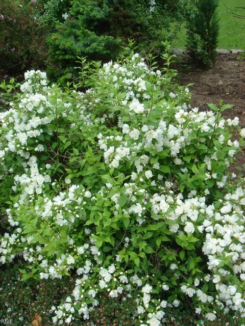 Philadelphus x 'Manteau d'Hermine' P12 (3)